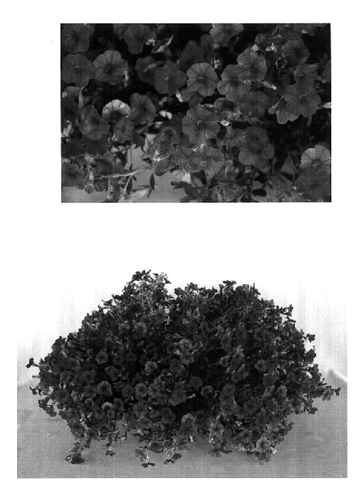 Figure 1 of US plant patent PP18431, the photograph of USCAL1214-1 printed in the patent.