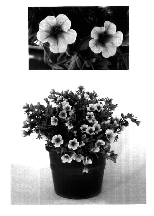 Figure 1 of US plant patent PP18432, the photograph of USCALI223-1 printed in the patent.