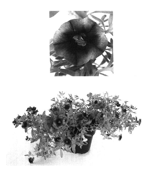 Figure 1 of US plant patent PP18433, the photograph of USCALI518-1 printed in the patent.