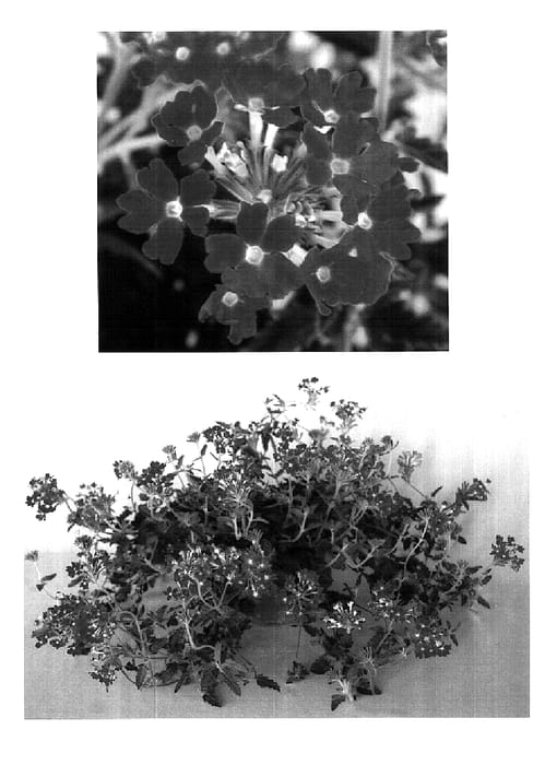 Figure 1 of US plant patent PP18434, the photograph of USBENA6201 printed in the patent.