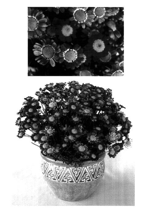 Figure 1 of US plant patent PP18435, the photograph of Supa742 printed in the patent.