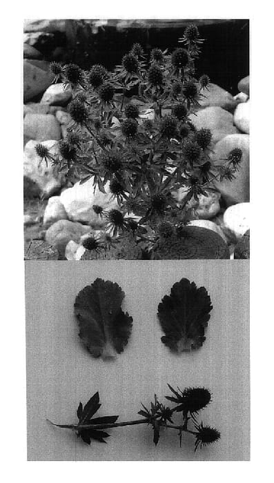 Figure 1 of US plant patent PP18436, the photograph of Little Blue Wonder printed in the patent.