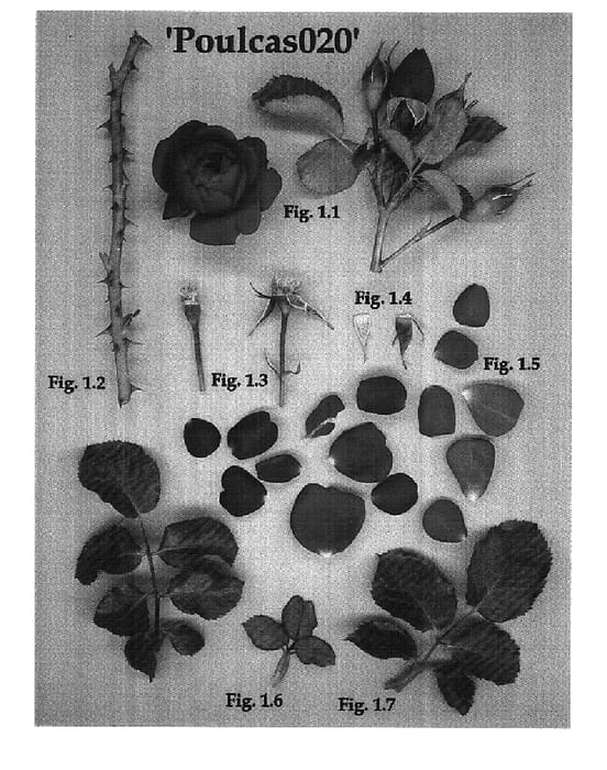Figure 1 of US plant patent PP18437, the photograph of Poulcas020 printed in the patent.