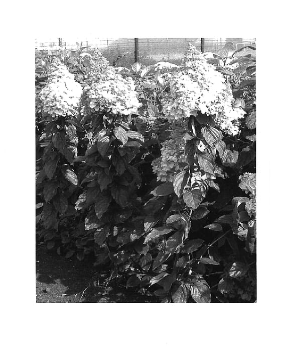 Figure 1 of US plant patent PP18438, the photograph of Kolmagimo printed in the patent.