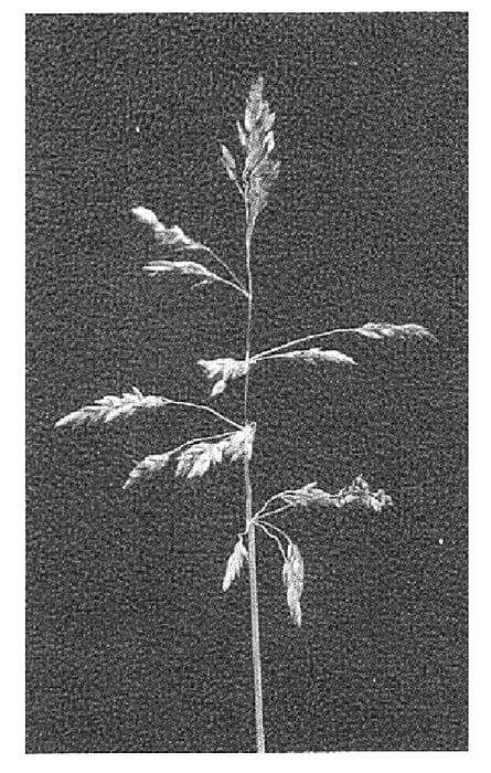 Figure 1 of US plant patent PP18439, the photograph of HB 329 printed in the patent.