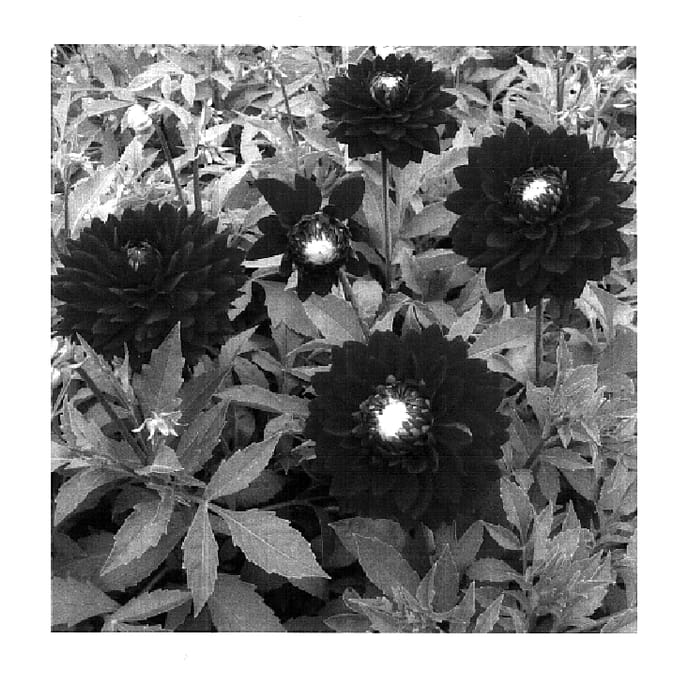 Figure 1 of US plant patent PP18440, the photograph of Karma Royal Sea printed in the patent.