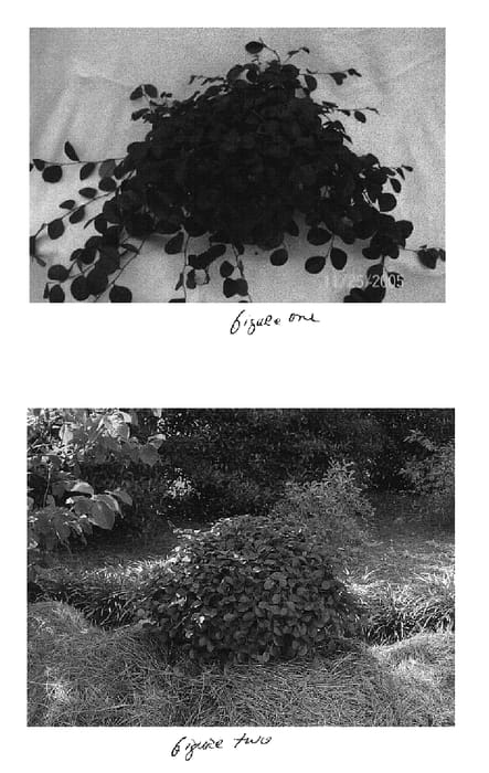 Figure 1 of US plant patent PP18441, the photograph of Peack printed in the patent.