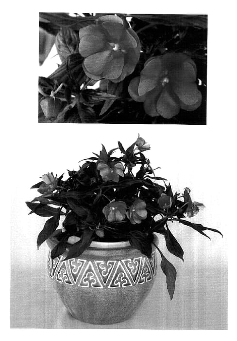 Figure 1 of US plant patent PP18442, the photograph of Kibahia printed in the patent.