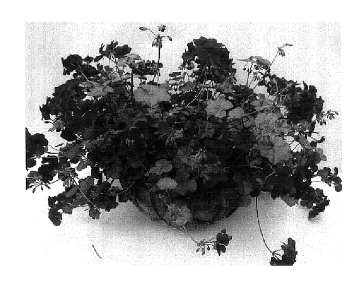 Figure 1 of US plant patent PP18443, the photograph of Pachafvel printed in the patent.