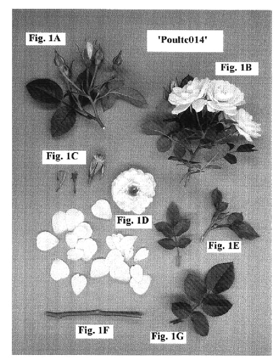 Figure 1 of US plant patent PP18444, the photograph of Poultc014 printed in the patent.