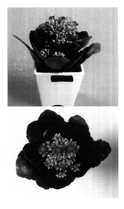 Figure 1 of US plant patent PP18445, the photograph of Arina printed in the patent.