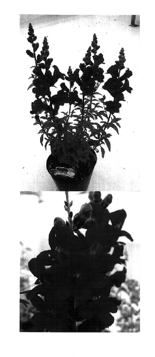 Figure 1 of US plant patent PP18446, the photograph of Sunkisupapu printed in the patent.
