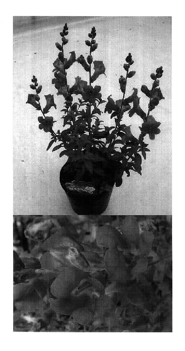 Figure 1 of US plant patent PP18447, the photograph of Sunkisupin printed in the patent.