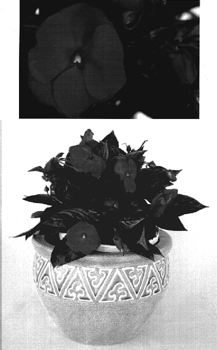 Figure 1 of US plant patent PP18448, the photograph of KIE344 printed in the patent.