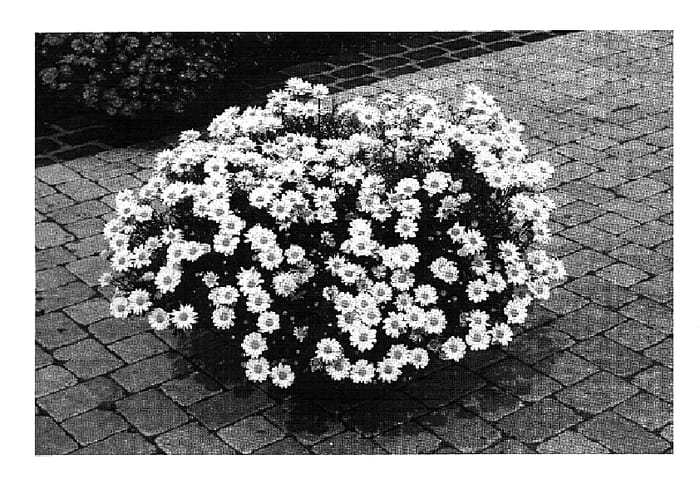 Figure 1 of US plant patent PP18449, the photograph of Wesaryel printed in the patent.