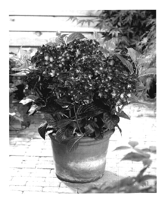 Figure 1 of US plant patent PP18450, the photograph of Maltisse printed in the patent.