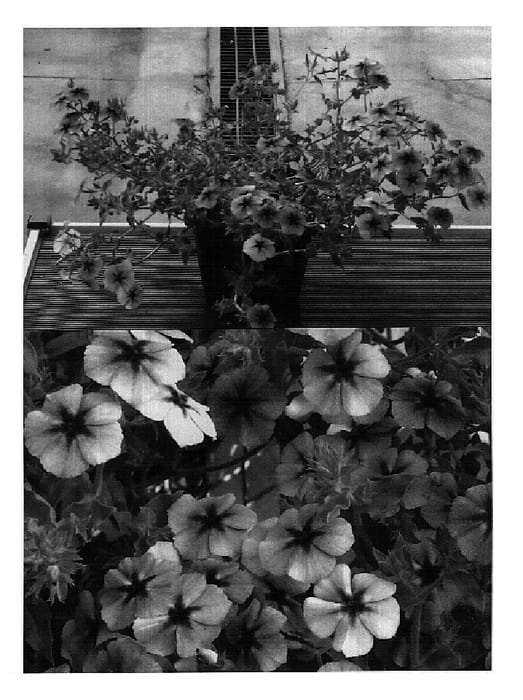 Figure 1 of US plant patent PP18451, the photograph of Sunphloburu printed in the patent.