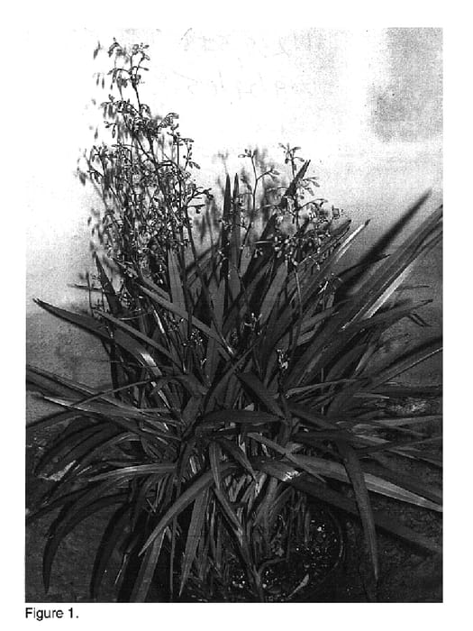 Figure 1 of US plant patent PP18452, the photograph of DCMP01 printed in the patent.