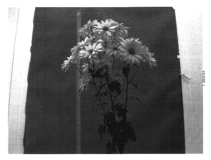 Figure 1 of US plant patent PP18453, the photograph of Danat214 printed in the patent.