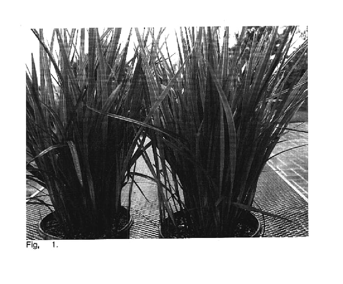 Figure 1 of US plant patent PP18454, the photograph of DRG04 printed in the patent.