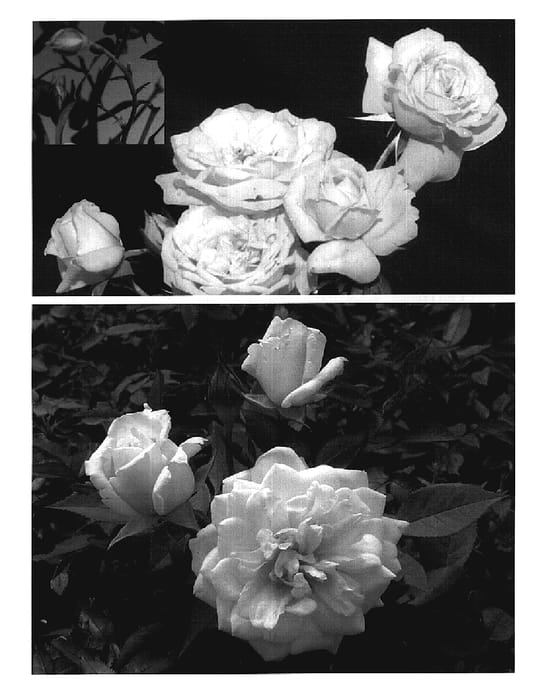 Figure 1 of US plant patent PP18455, the photograph of SAVamoon printed in the patent.