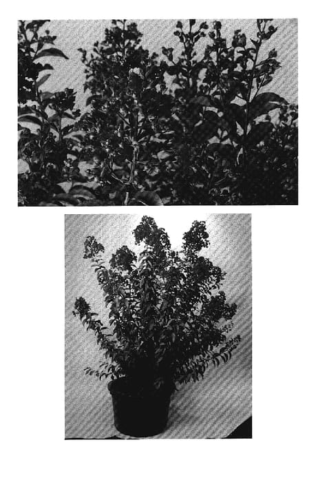 Figure 1 of US plant patent PP18456, the photograph of Trured printed in the patent.
