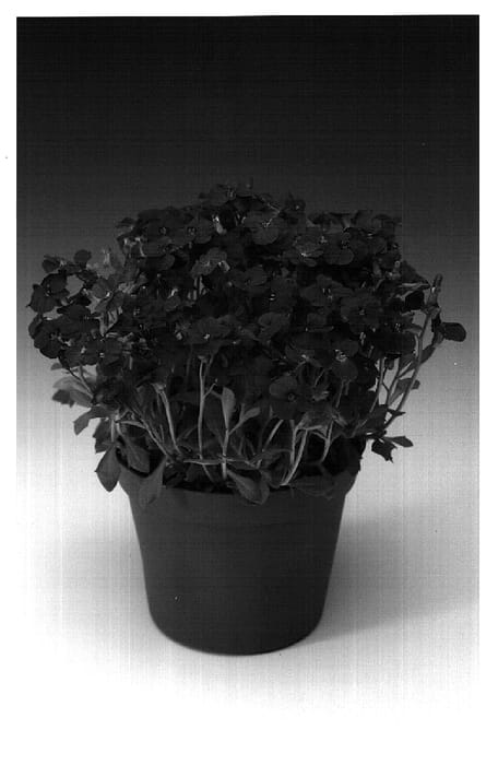 Figure 1 of US plant patent PP18457, the photograph of Audelpur printed in the patent.
