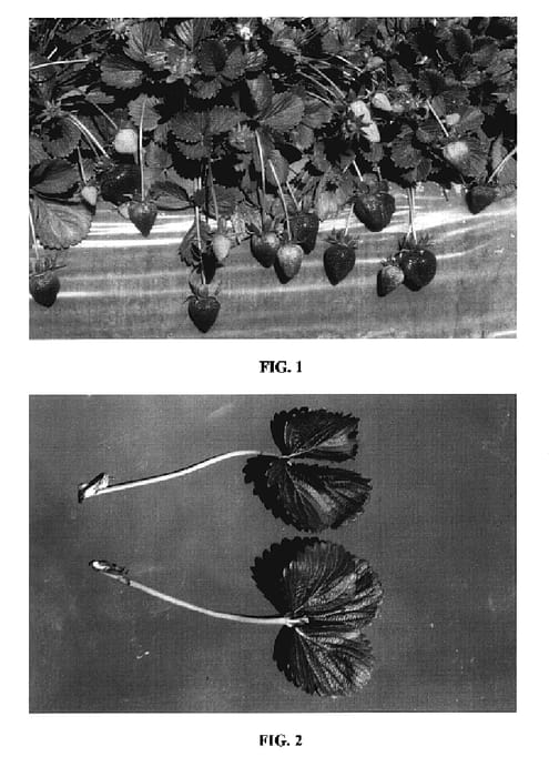 Figure 1 of US plant patent PP18458, the photograph of DrisStrawOne printed in the patent.