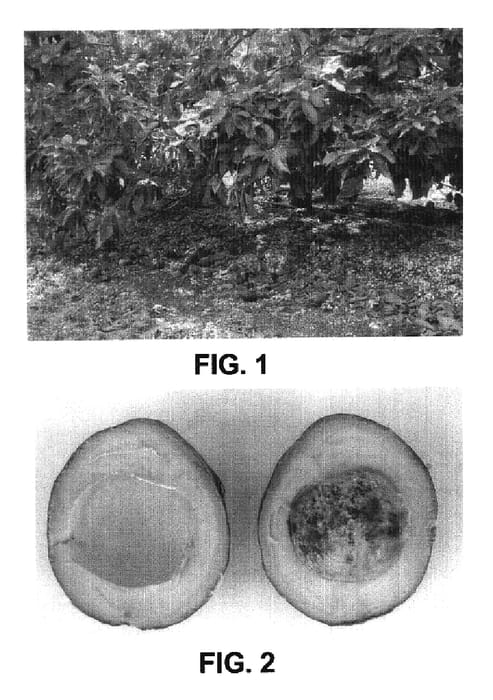 Figure 1 of US plant patent PP18459, the photograph of Wheeling printed in the patent.