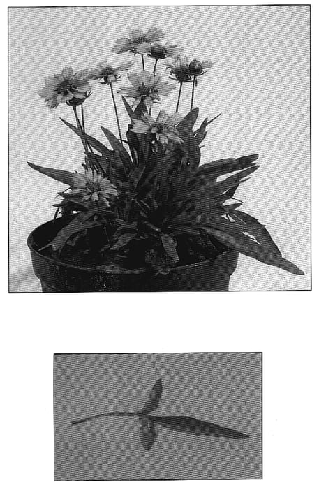 Figure 1 of US plant patent PP18460, the photograph of Little Sundial printed in the patent.