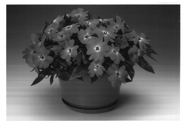 Figure 1 of US plant patent PP18461, the photograph of Ingsalab printed in the patent.