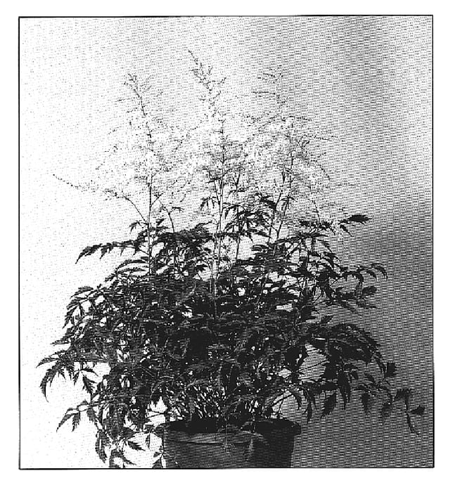 Figure 1 of US plant patent PP18462, the photograph of White Sensation printed in the patent.