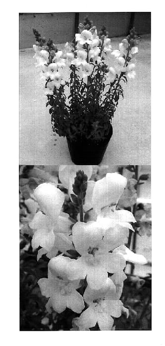 Figure 1 of US plant patent PP18463, the photograph of Sunkisuhowa printed in the patent.