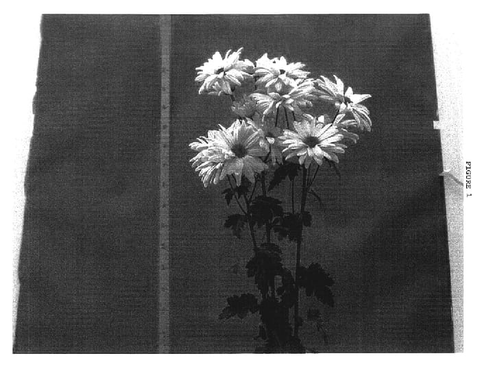 Figure 1 of US plant patent PP18464, the photograph of Danat213 printed in the patent.