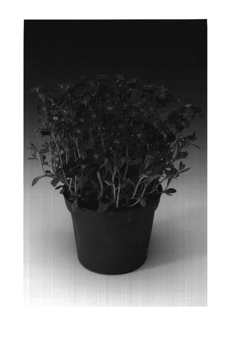 Figure 1 of US plant patent PP18465, the photograph of Audelmag printed in the patent.
