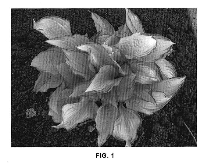 Figure 1 of US plant patent PP18466, the photograph of Eye Declare printed in the patent.