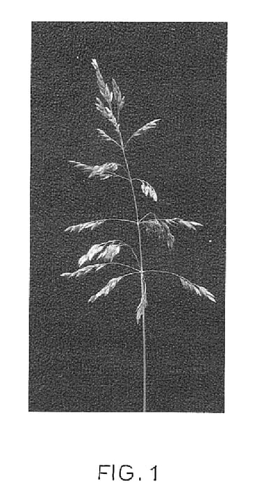 Figure 1 of US plant patent PP18467, the photograph of HB 129 printed in the patent.