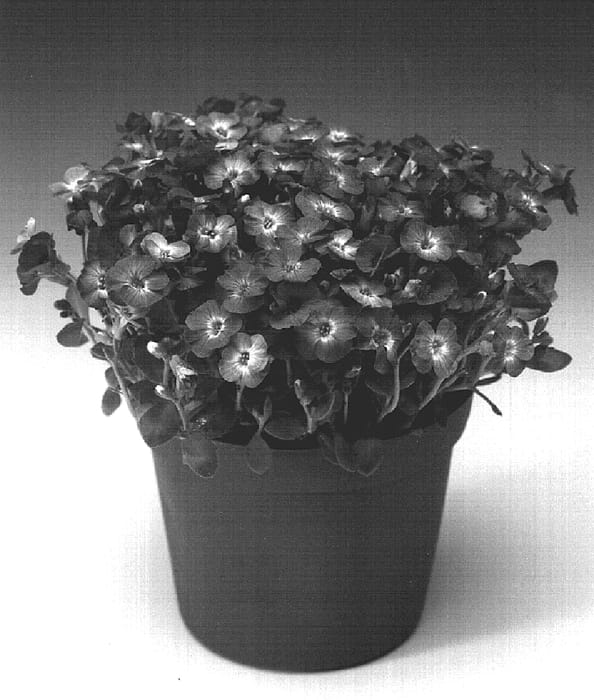 Figure 1 of US plant patent PP18468, the photograph of Audelbley printed in the patent.
