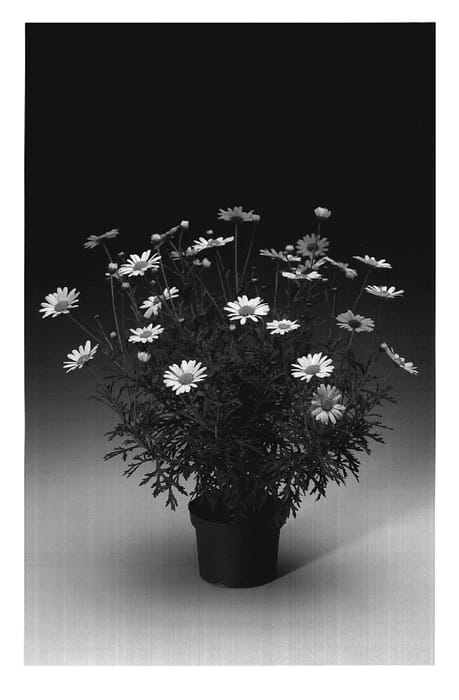 Figure 1 of US plant patent PP18469, the photograph of Argyrayesi printed in the patent.