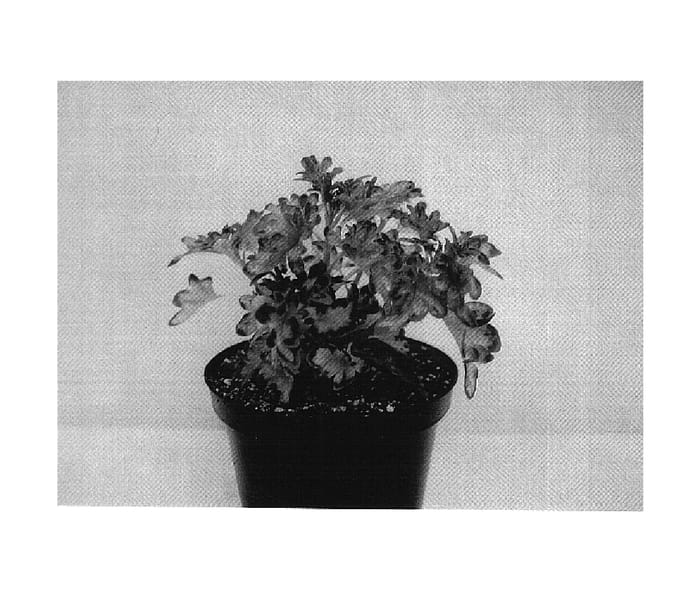 Figure 1 of US plant patent PP18470, the photograph of MD CURCOR06 printed in the patent.