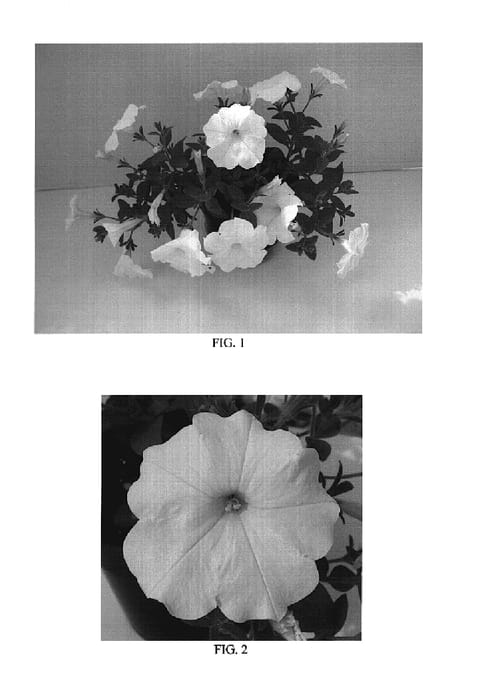 Figure 1 of US plant patent PP18471, the photograph of Balsunwhite printed in the patent.