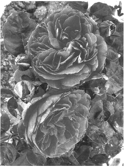 Figure 1 of US plant patent PP18472, the photograph of Meigoudea printed in the patent.