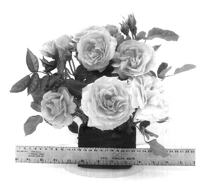 Figure 1 of US plant patent PP18473, the photograph of WEKvossutono printed in the patent.