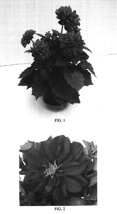 Figure 1 of US plant patent PP18474, the photograph of Baldelmarm printed in the patent.