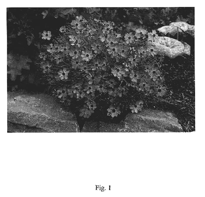 Figure 1 of US plant patent PP18475, the photograph of RP #5 printed in the patent.