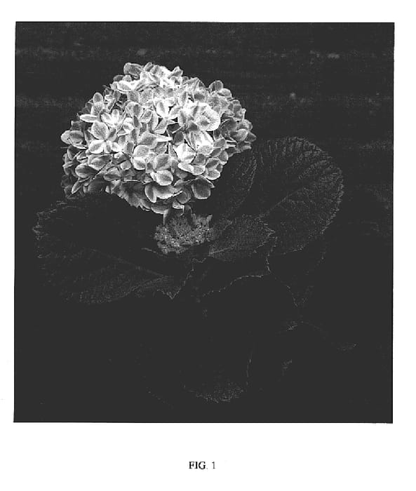 Figure 1 of US plant patent PP18476, the photograph of RIE13 printed in the patent.