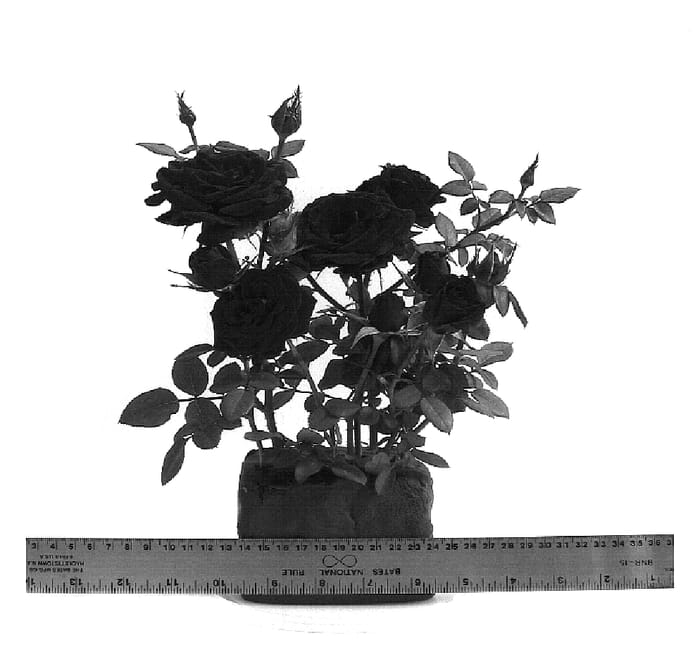 Figure 1 of US plant patent PP18477, the photograph of WEKclauni printed in the patent.