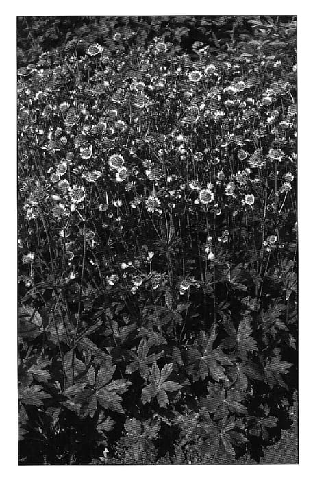 Figure 1 of US plant patent PP18478, the photograph of Florence printed in the patent.