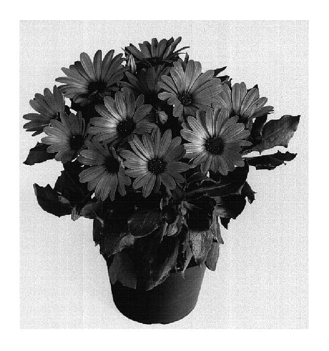 Figure 1 of US plant patent PP18479, the photograph of Duetibrelav printed in the patent.