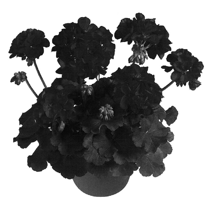 Figure 1 of US plant patent PP18480, the photograph of Duevineon printed in the patent.